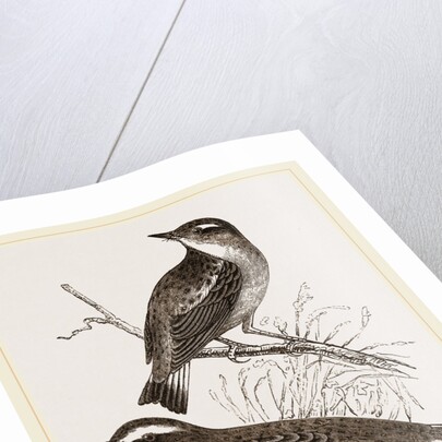 Whinchats by Anonymous