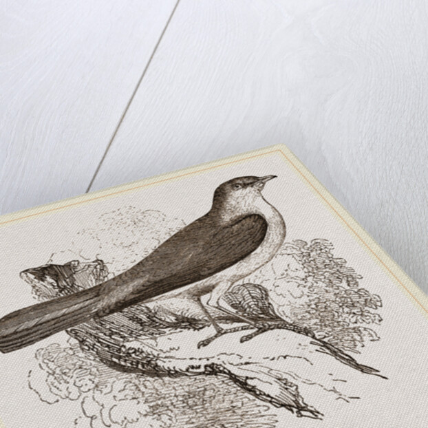 Nightingale by Anonymous