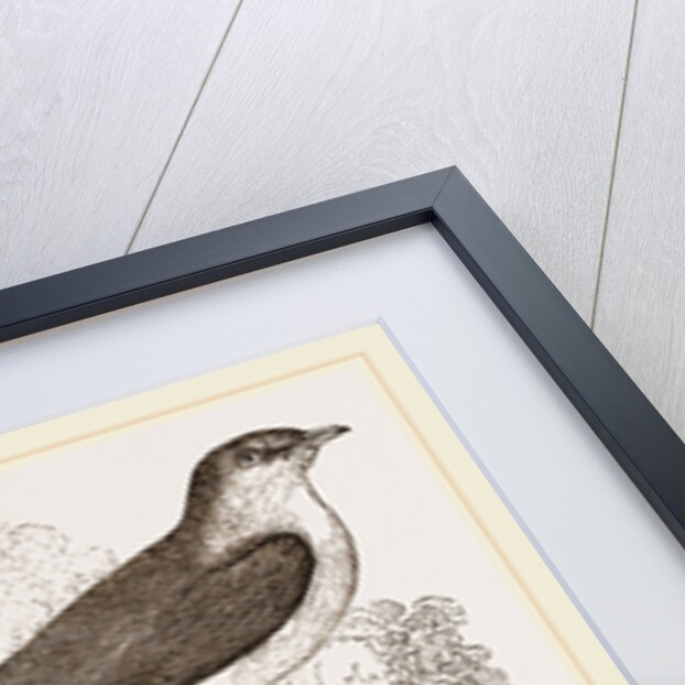 Nightingale by Anonymous