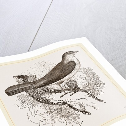 Nightingale by Anonymous