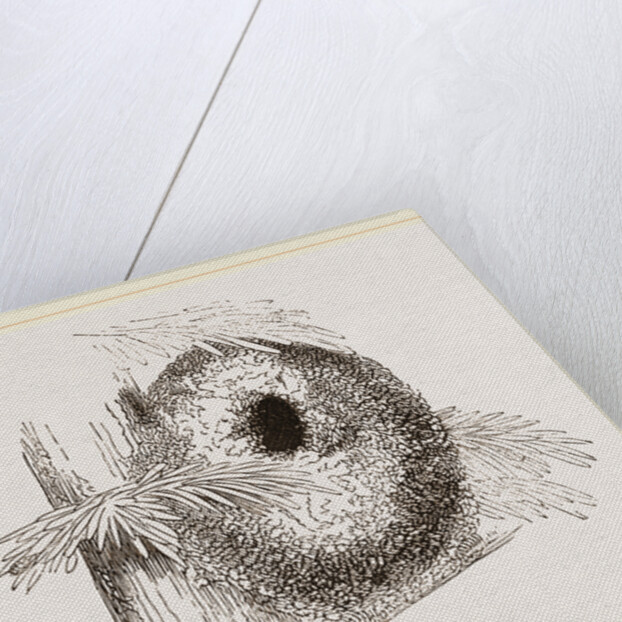 Nest of Long-tailed Titmouse by Anonymous