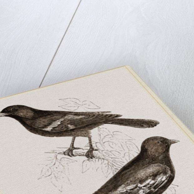 Black Titmice by Anonymous