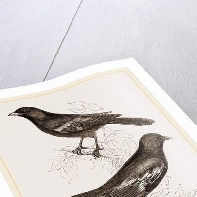Black Titmice by Anonymous