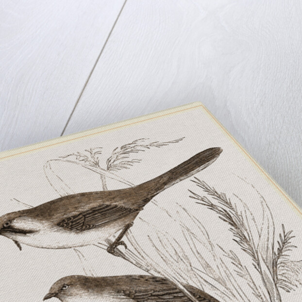 Bearded Titmice by Anonymous