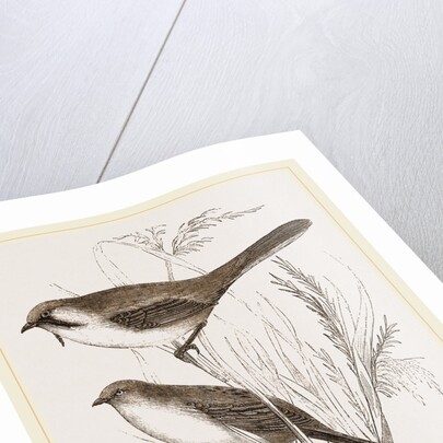 Bearded Titmice by Anonymous