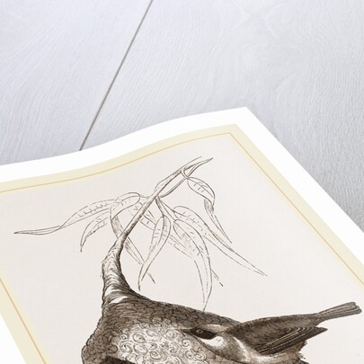 Penduline Titmice and Nest by Anonymous