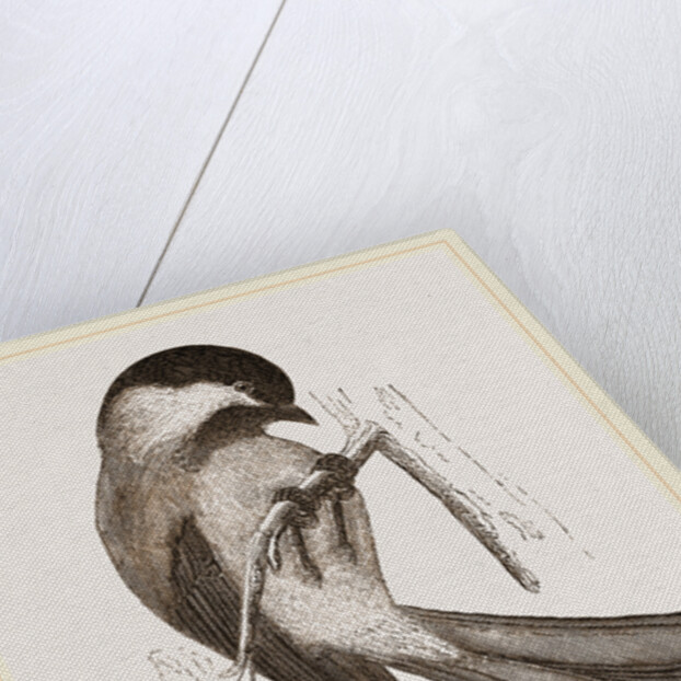 Black-cap Titmouse by Anonymous