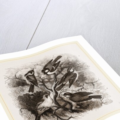 Group of British Titmice by Anonymous
