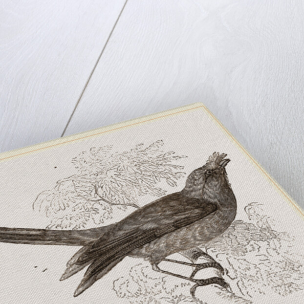 Galeated Manakin by Anonymous