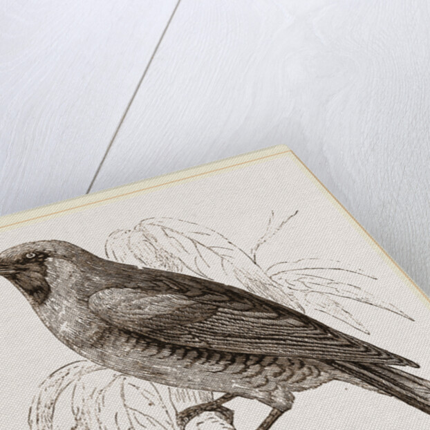 Swallow Fruit eater by Anonymous