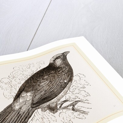 Scarlet Cotinga by Anonymous