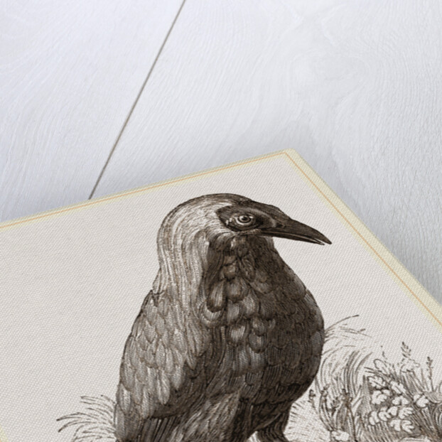 Bald Fruit-Crow by Anonymous