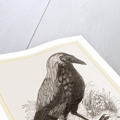 Bald Fruit-Crow by Anonymous