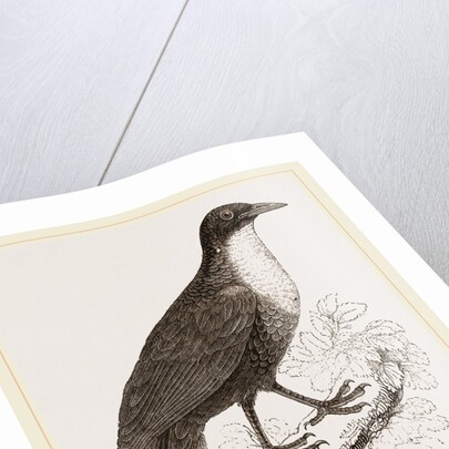 Scaled Fruit-Crow by Anonymous