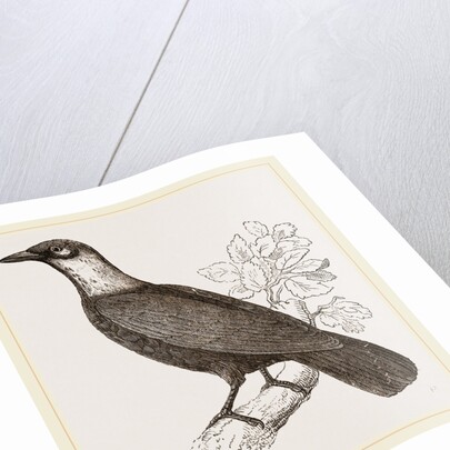 Bare-necked Fruit-Crow by Anonymous