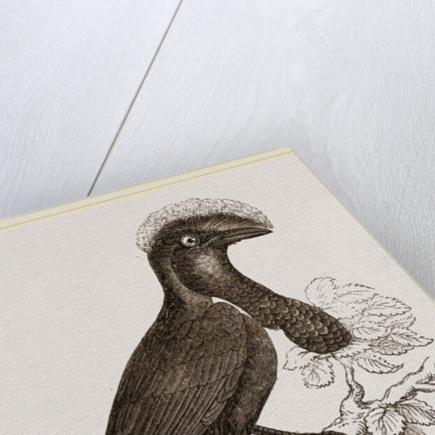 Umbrella-Bird by Anonymous