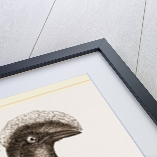 Umbrella-Bird by Anonymous