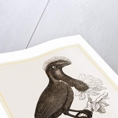 Umbrella-Bird by Anonymous