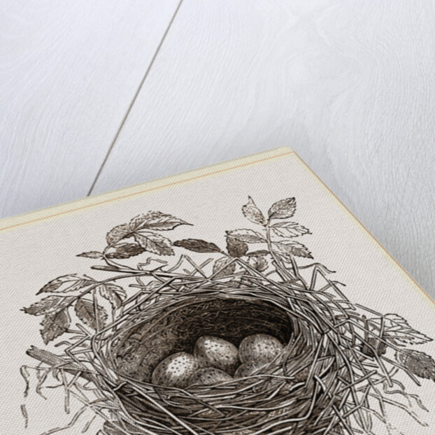 Nest of Butcher-bird by Anonymous