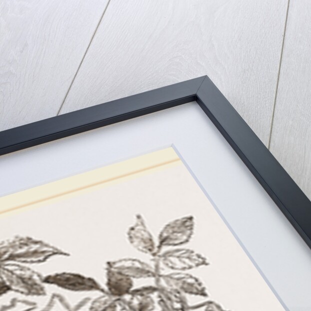 Nest of Butcher-bird by Anonymous