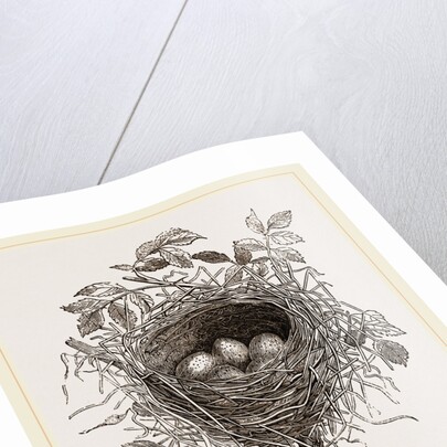 Nest of Butcher-bird by Anonymous
