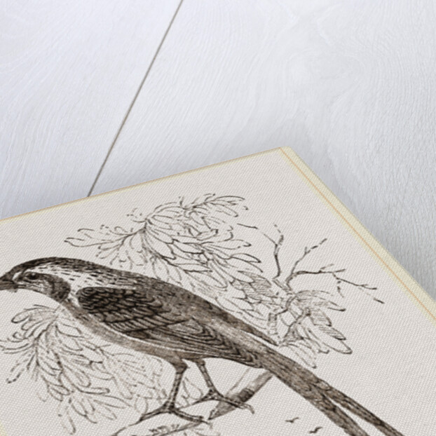Cunningham's Bush-Shrike by Anonymous