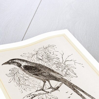 Cunningham's Bush-Shrike by Anonymous