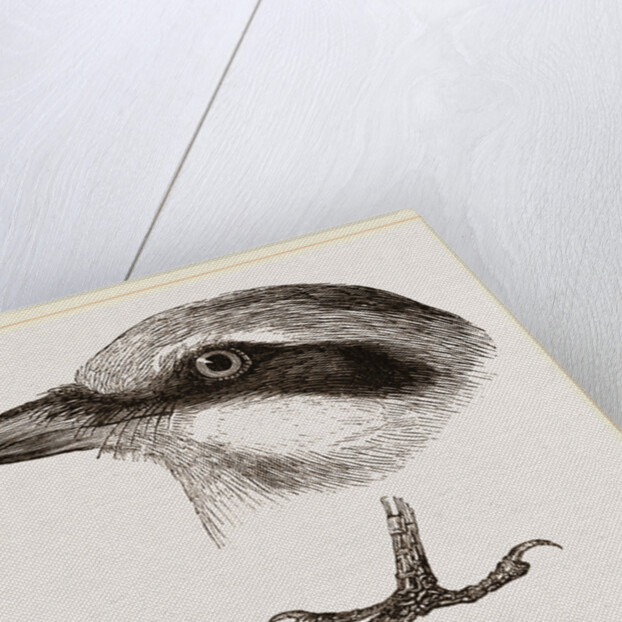 Head and Foot of Butcher-bird by Anonymous