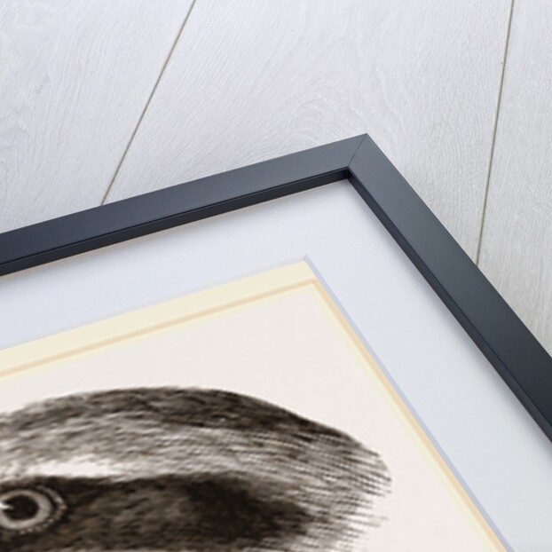Head and Foot of Butcher-bird by Anonymous
