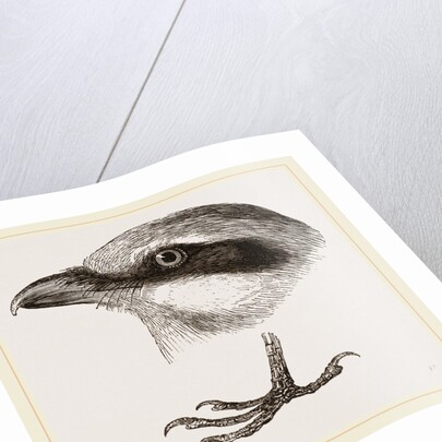 Head and Foot of Butcher-bird by Anonymous