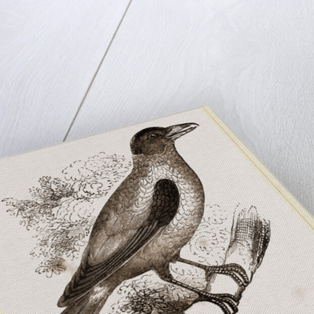 Cayenne Shrike by Anonymous