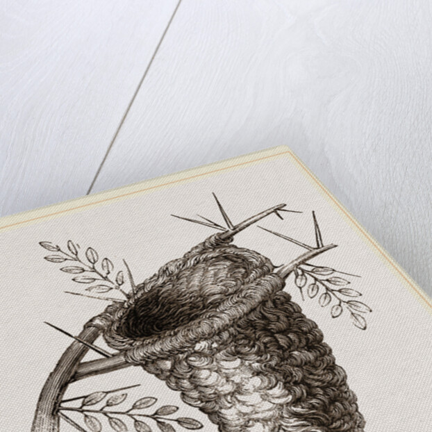 Nest of Flycatcher by Anonymous