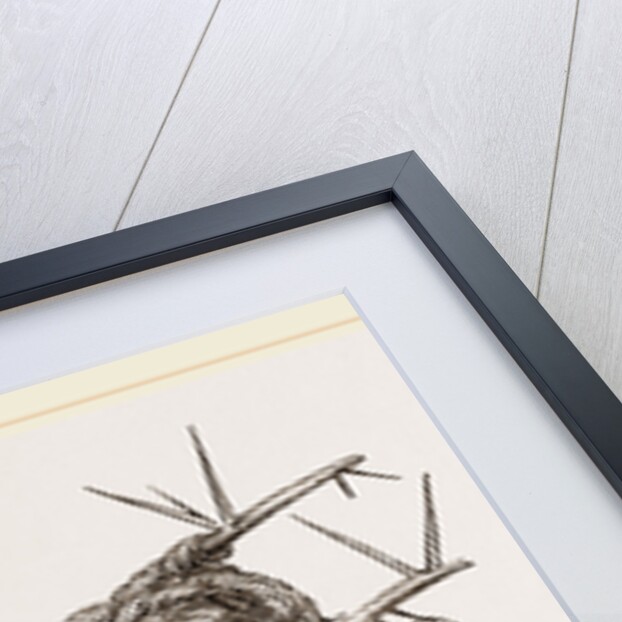 Nest of Flycatcher by Anonymous