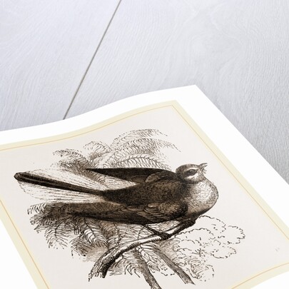 Fan-tailed Flycatcher by Anonymous
