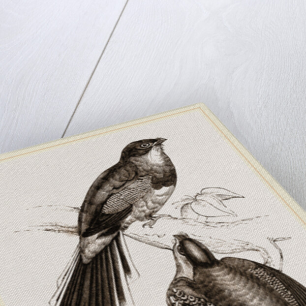 Reinwardt's Trogon by Anonymous