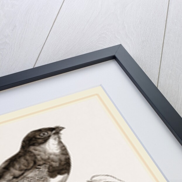Reinwardt's Trogon by Anonymous