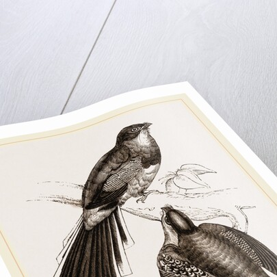 Reinwardt's Trogon by Anonymous