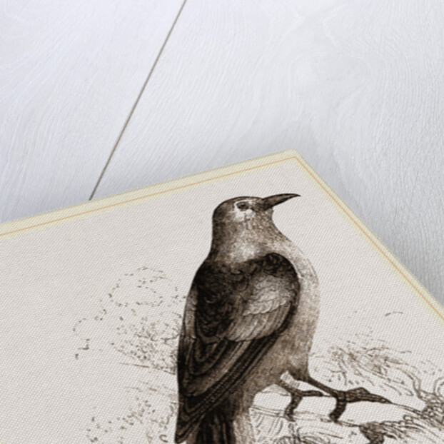 Abyssnian Roller by Anonymous