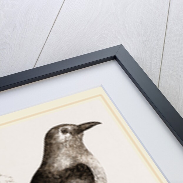 Abyssnian Roller by Anonymous