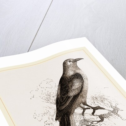 Abyssnian Roller by Anonymous