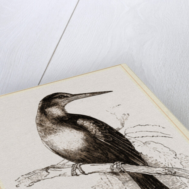 Paradise Jacamar by Anonymous