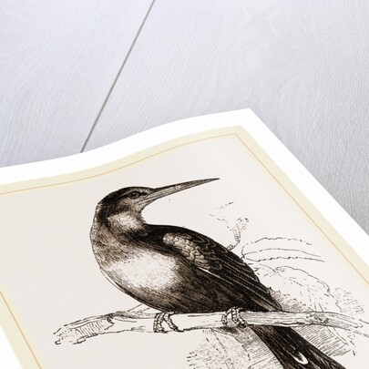 Paradise Jacamar by Anonymous