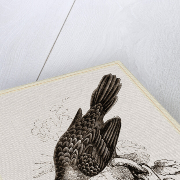 Broad-billed Lamprotiia by Anonymous