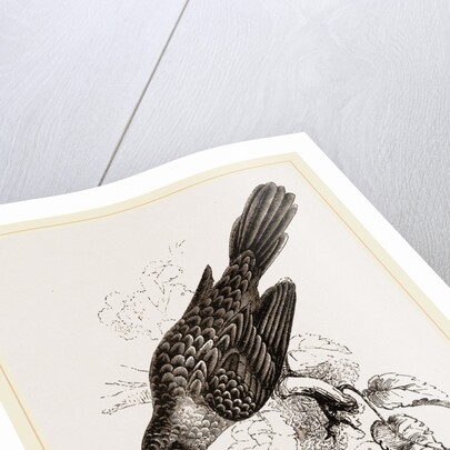 Broad-billed Lamprotiia by Anonymous