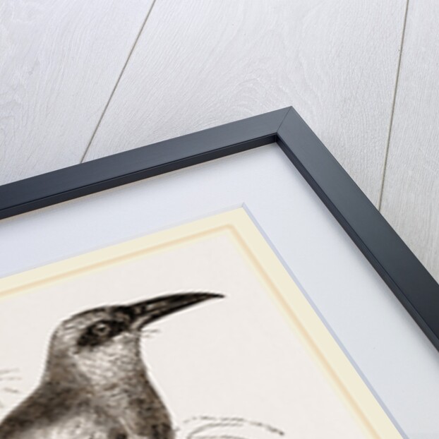 Nexican Motmot by Anonymous