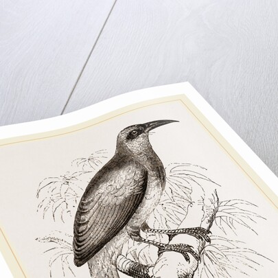 Nexican Motmot by Anonymous