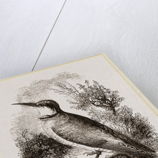 Bee-eater by Anonymous