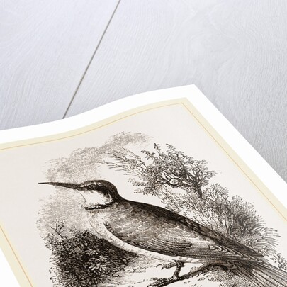 Bee-eater by Anonymous