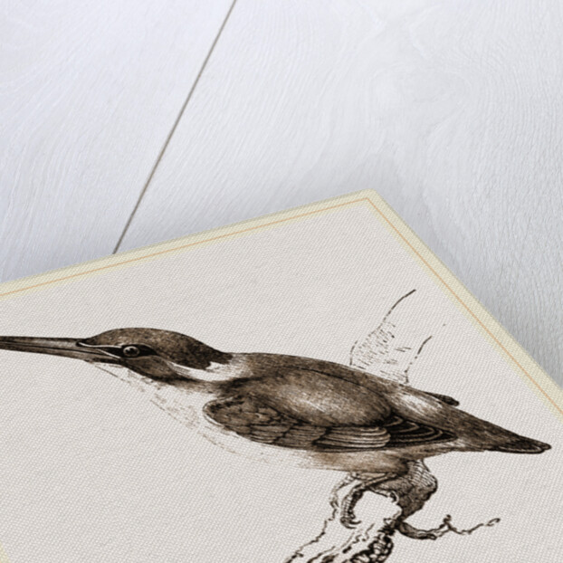 New Holland Kingfisher by Anonymous