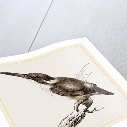 New Holland Kingfisher by Anonymous